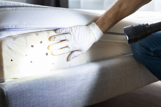 Best Pest Prevention Services  in Seeley, CA