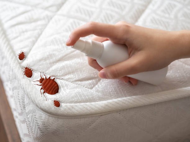 Best Pest Removal Services  in Seeley, CA