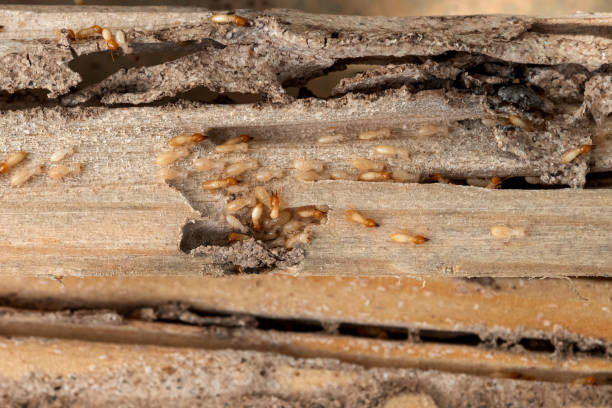 Best Wasp Removal Services  in Seeley, CA
