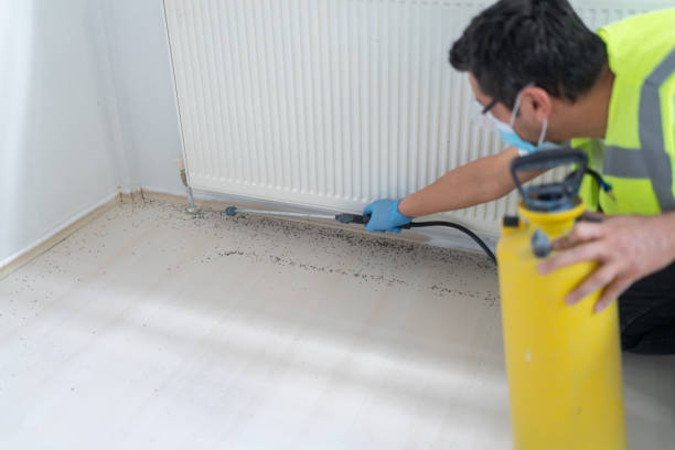 Wasp Removal Services in Seeley, CA